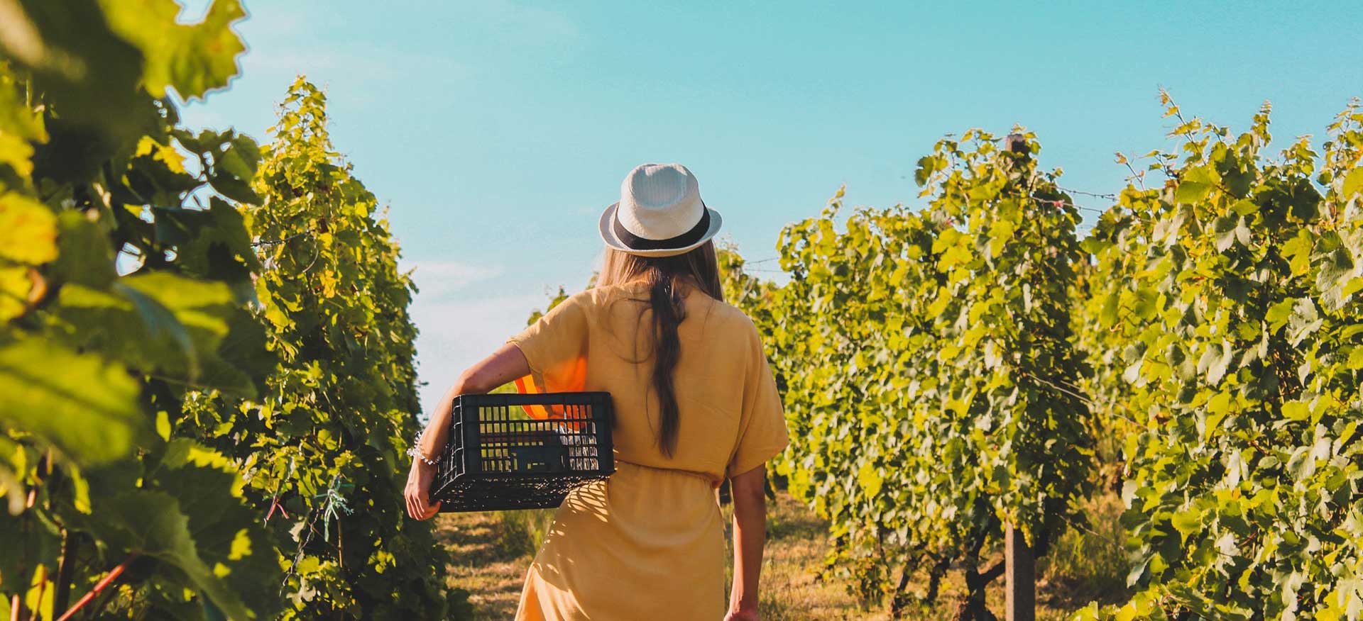 wineyard-01