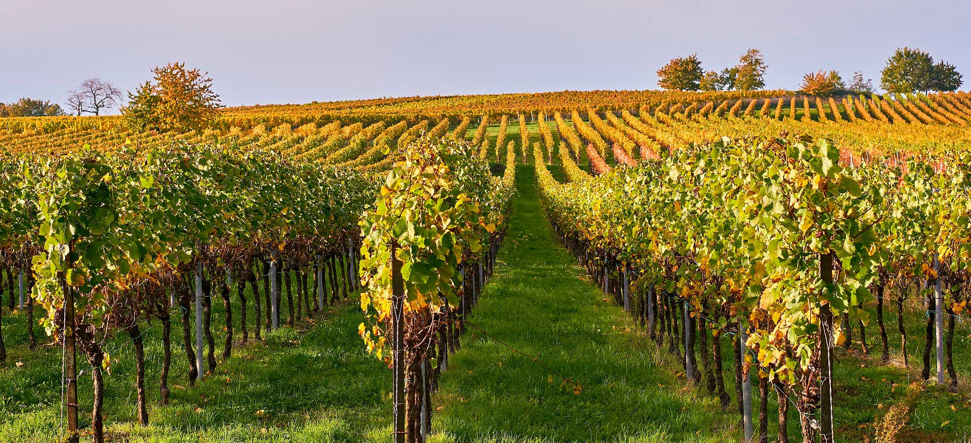 wineyard-02