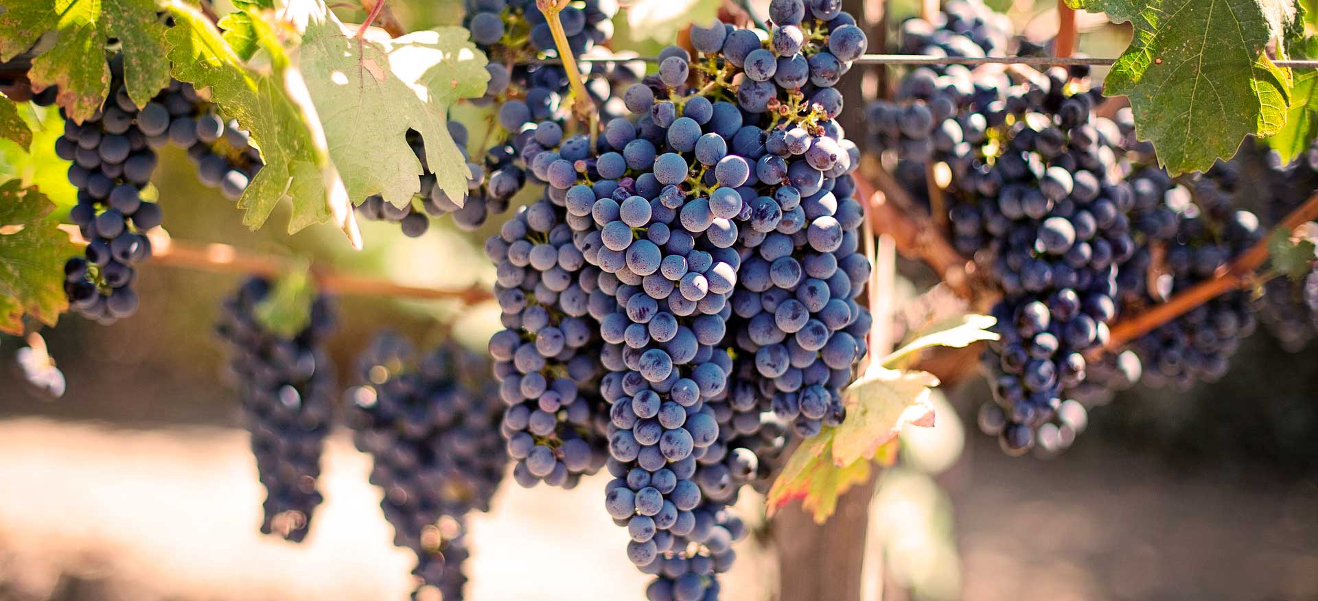 wineyard-03